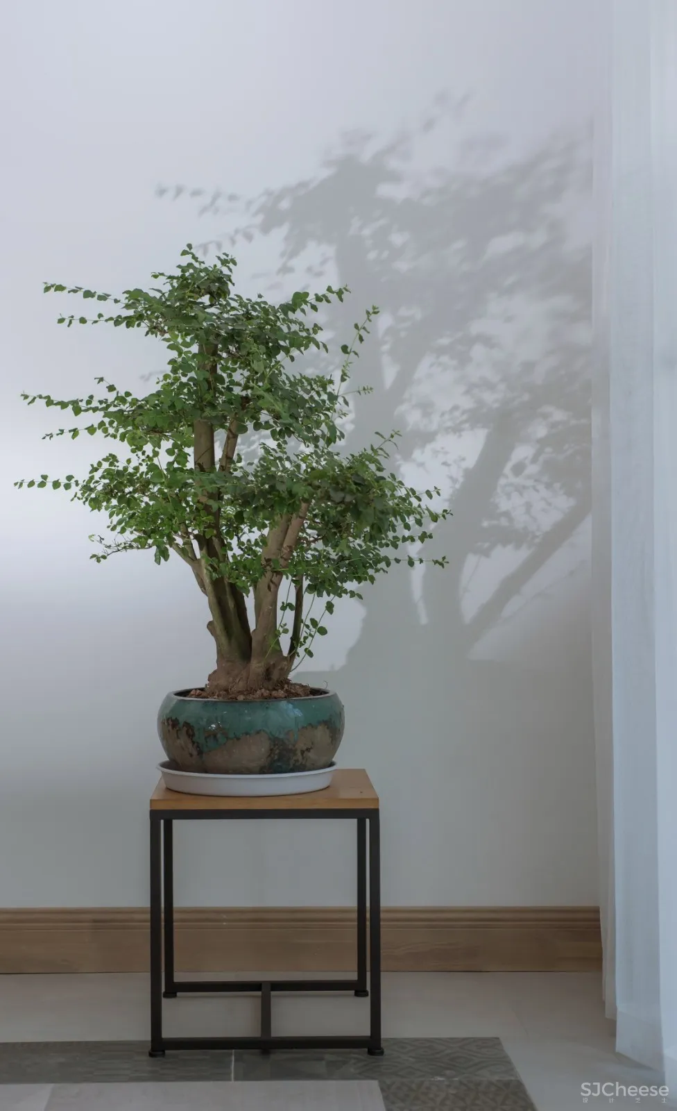 进 化 | 第七个故事