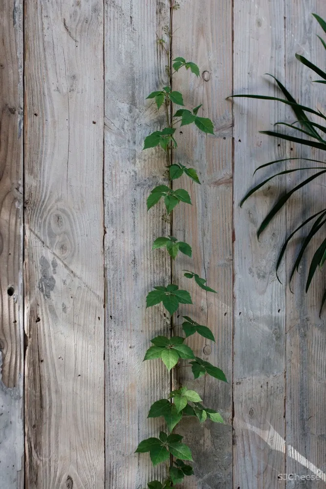 新作 | Edition Office 公共又居家的庇护所：Hawthorn 住宅