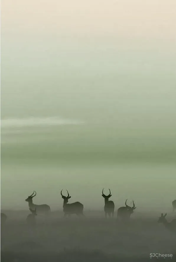 首发 | IF DESIGN 羽果设计：自然与鹿的现代东方与艺术完美重叠