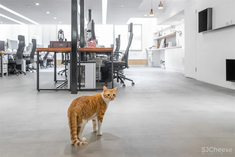 Atelier D+Y | 上海梵布互动办公室设计