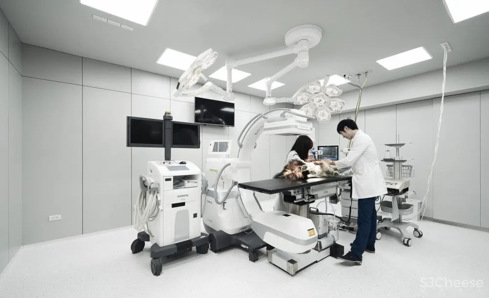 带毛孩去洞窟看医生！唤醒动物原始记忆的新型态医院 觉知造所