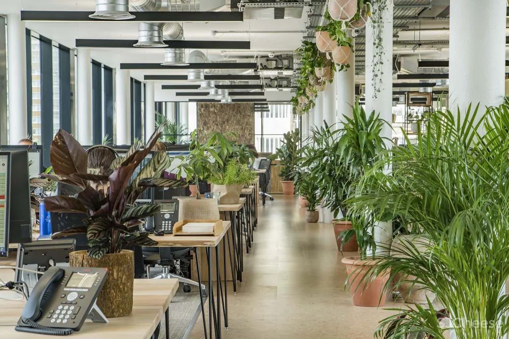 Peldon Rose | 伦敦Jacada Travel旅游公司办公室