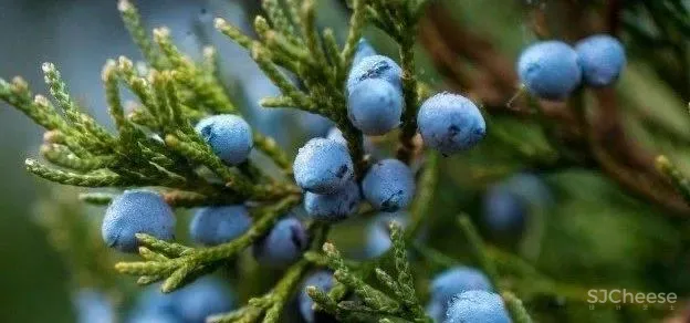 谢英凯新作 柔軟守護的背後 JuniperMD Lab