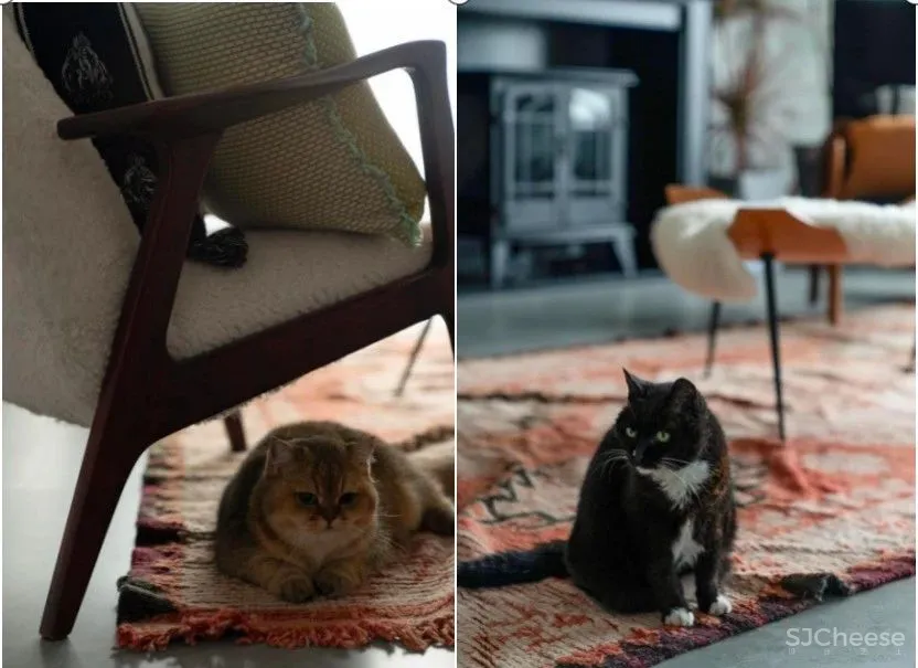 217㎡简约大平层,养7只猫的艺术美宅,太羡慕了!