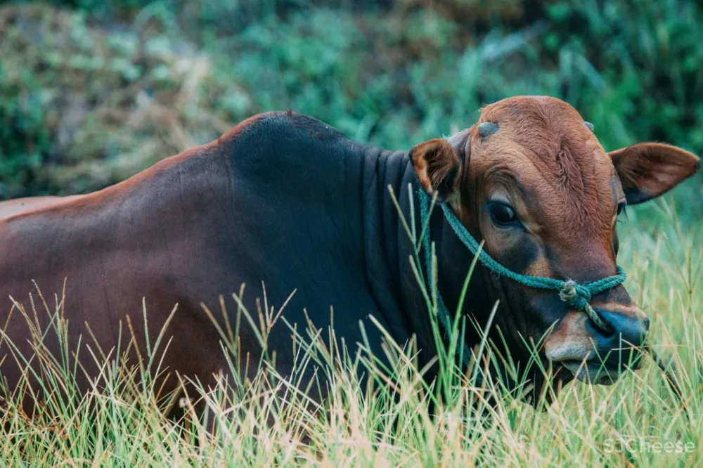 一方山水·春山听湖 大器空间