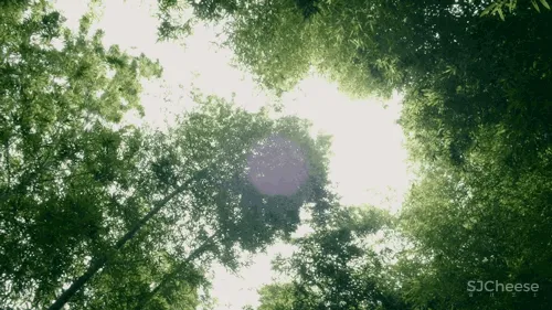 杨永铨·新作丨大山里的民宿:拾捨·竹里馆