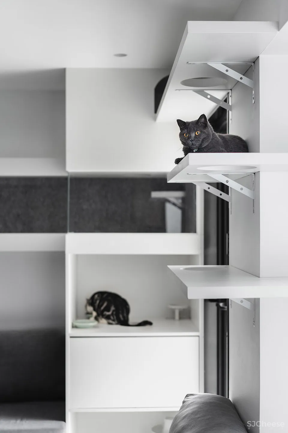 132㎡简洁设计，9猫、2狗、2人，这样的家太爱了！