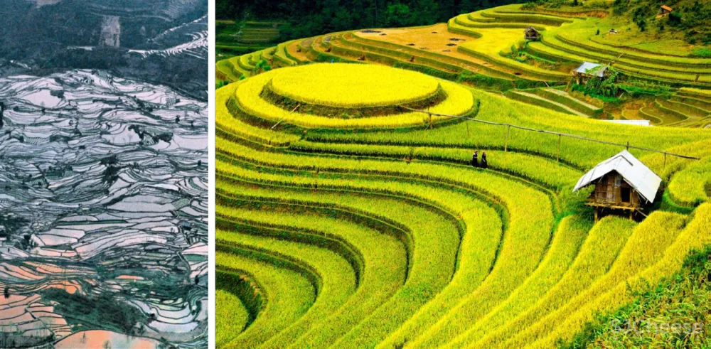 春光潋滟丨SNP 尚诺柏纳