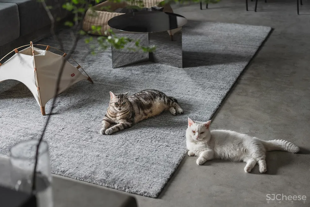 132㎡简洁设计，9猫、2狗、2人，这样的家太爱了！