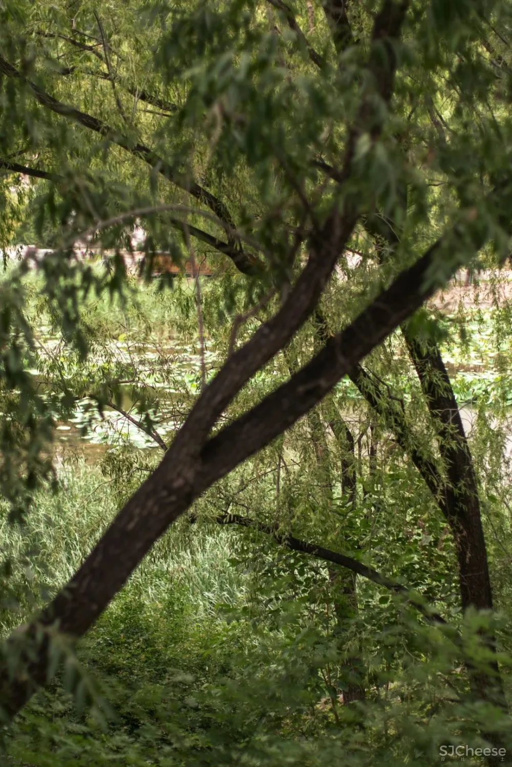欢聚或独处,都被温柔包裹着| 军哥和芳姐自宅