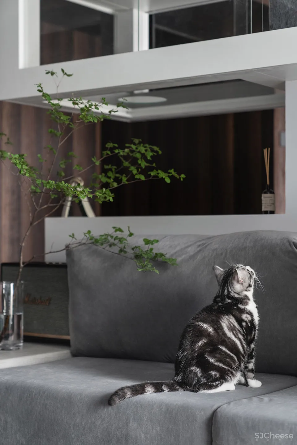 132㎡简洁设计，9猫、2狗、2人，这样的家太爱了！