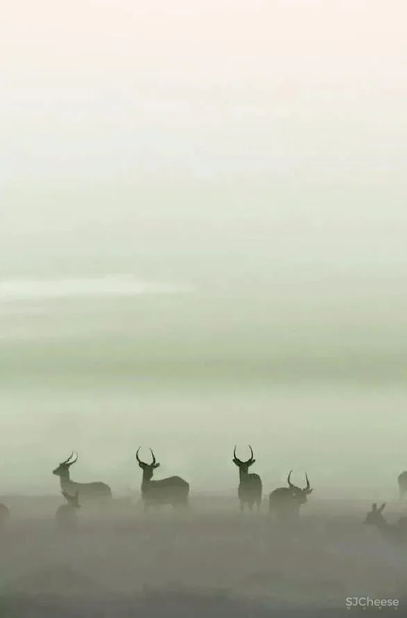 羽果设计：梦幻“乌托邦”，重现自然梦境！