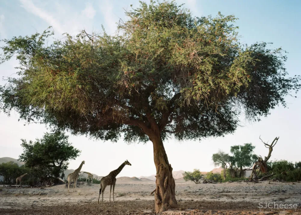 上榜孤独星球「2021最佳住宿地」,原来这里才是野奢度假首选!