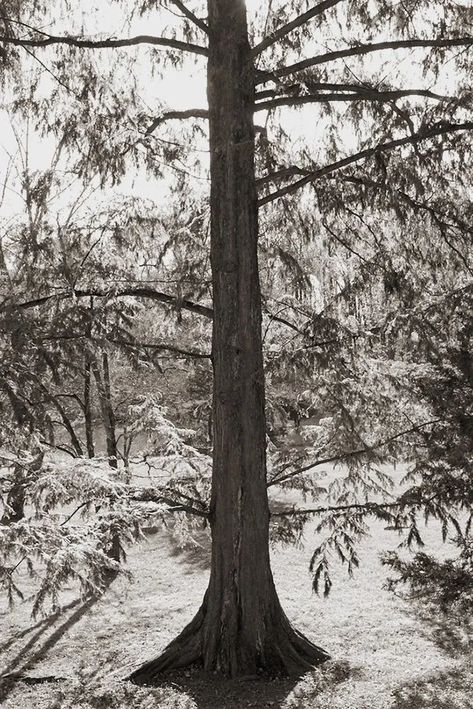 自然禅意,不是设计出来的!