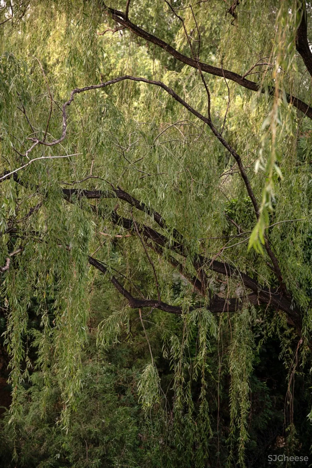 欢聚或独处,都被温柔包裹着| 军哥和芳姐自宅