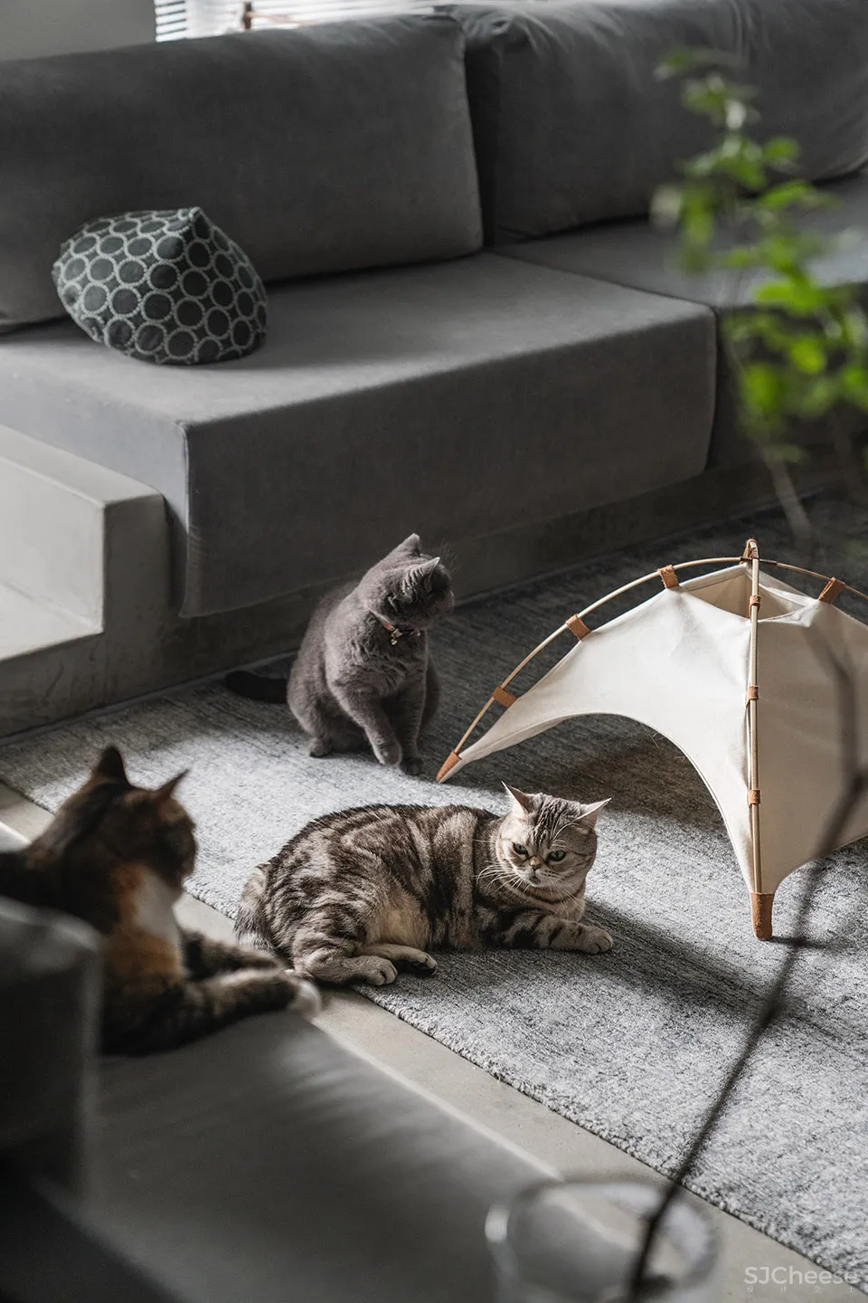 132㎡简洁设计，9猫、2狗、2人，这样的家太爱了！