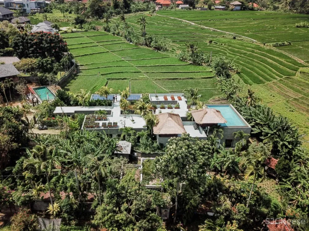 Alexis Dornier 隐匿于绿植之中 Flora住宅