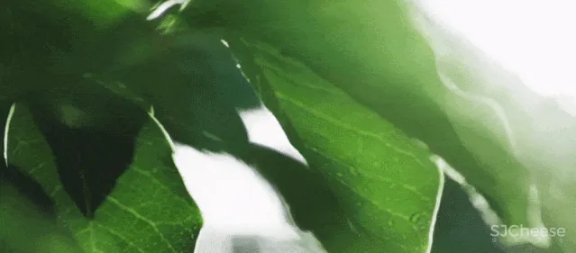 峻佳 杭州万科开了家超仙的雨林餐厅，成新晋网红地 ！