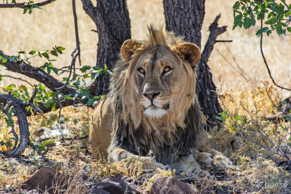 上榜孤独星球「2021最佳住宿地」,原来这里才是野奢度假首选!