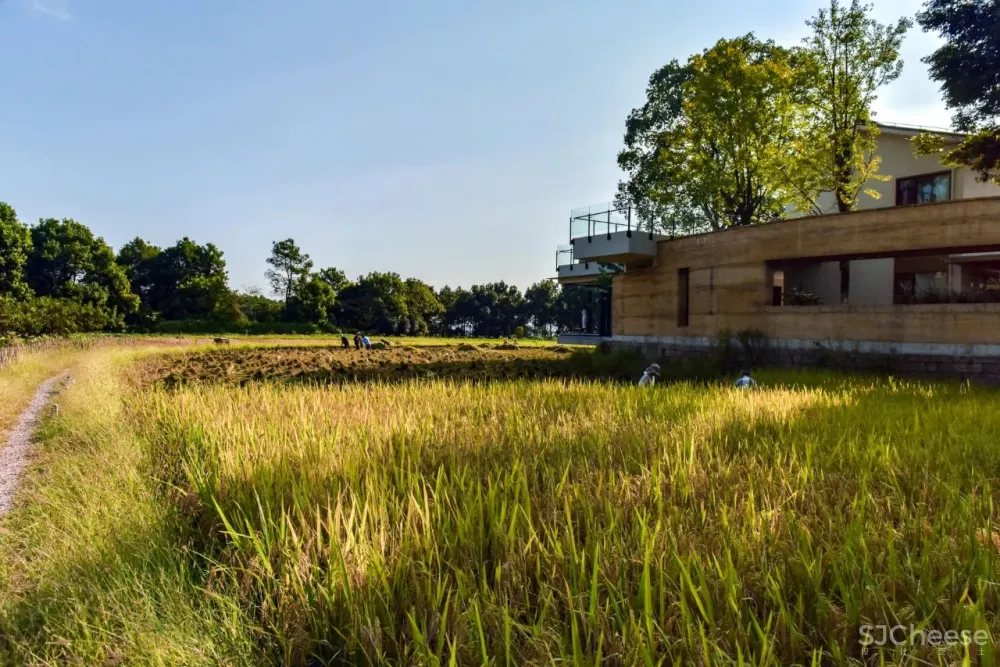 稻田里的农舍 自带烟火温度的家