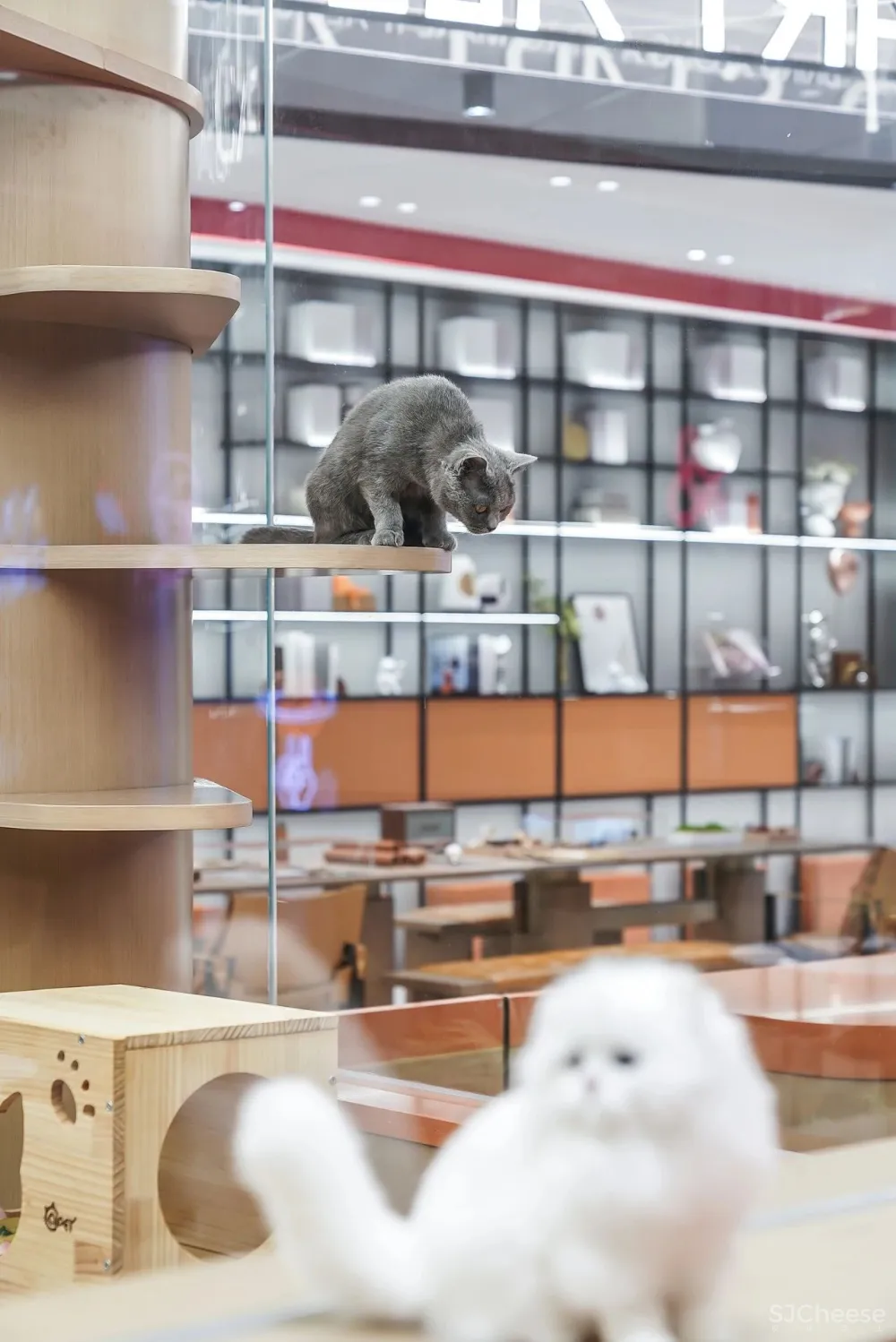 潮玩乌托邦，95后的潮趣梦想地带！