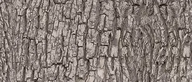 PONE普利策 万物几何,解构野性的诗意