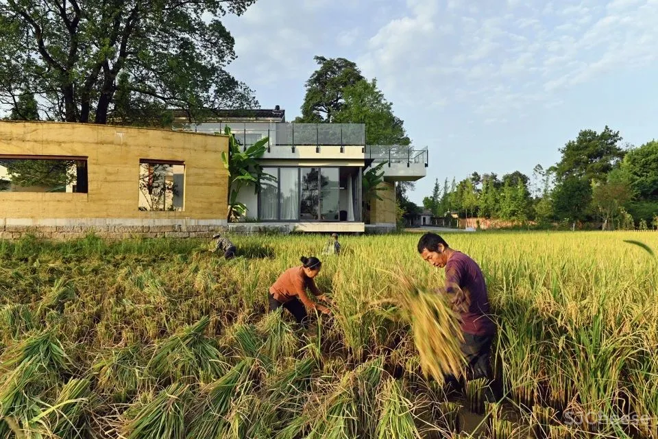稻田里的农舍 自带烟火温度的家