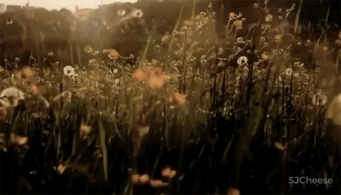 PONE普利策 万物几何,解构野性的诗意