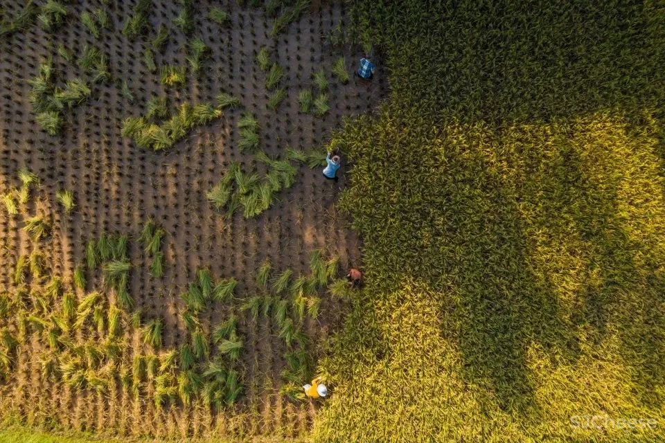 稻田里的农舍 自带烟火温度的家