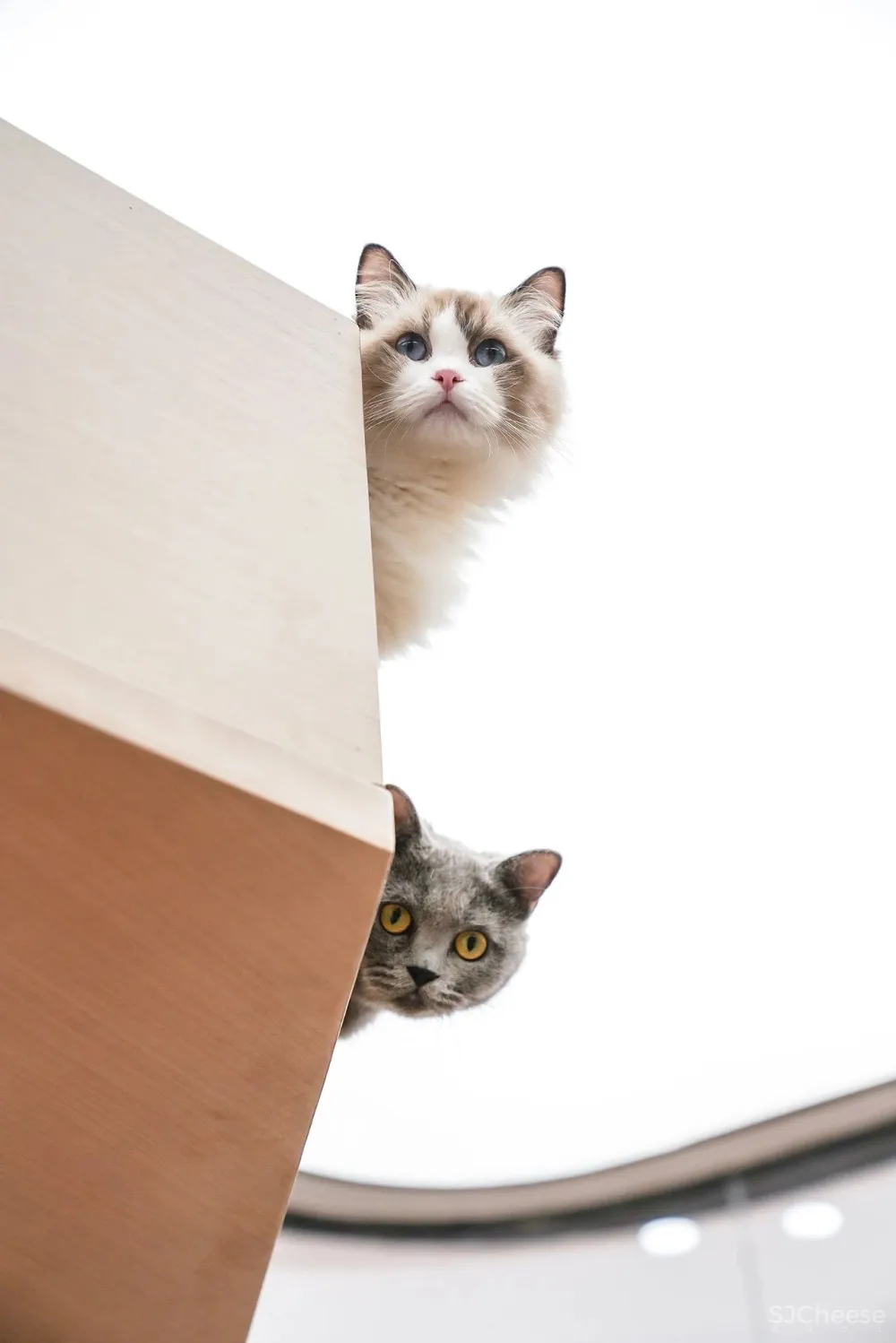 潮玩乌托邦，95后的潮趣梦想地带！