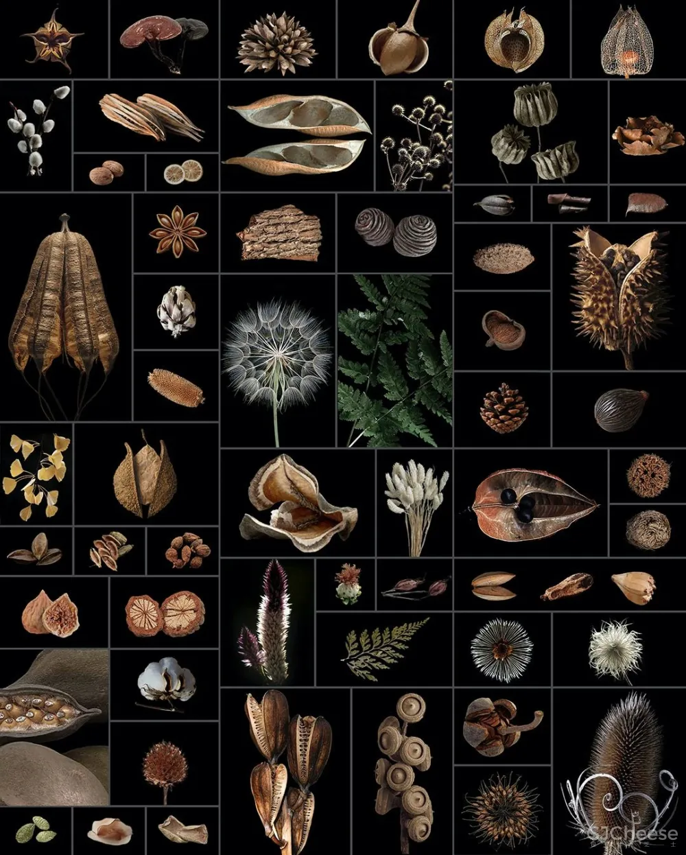 PONE普利策 万物几何,解构野性的诗意