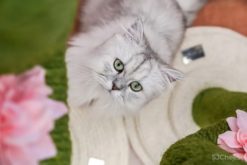 潮玩乌托邦，95后的潮趣梦想地带！