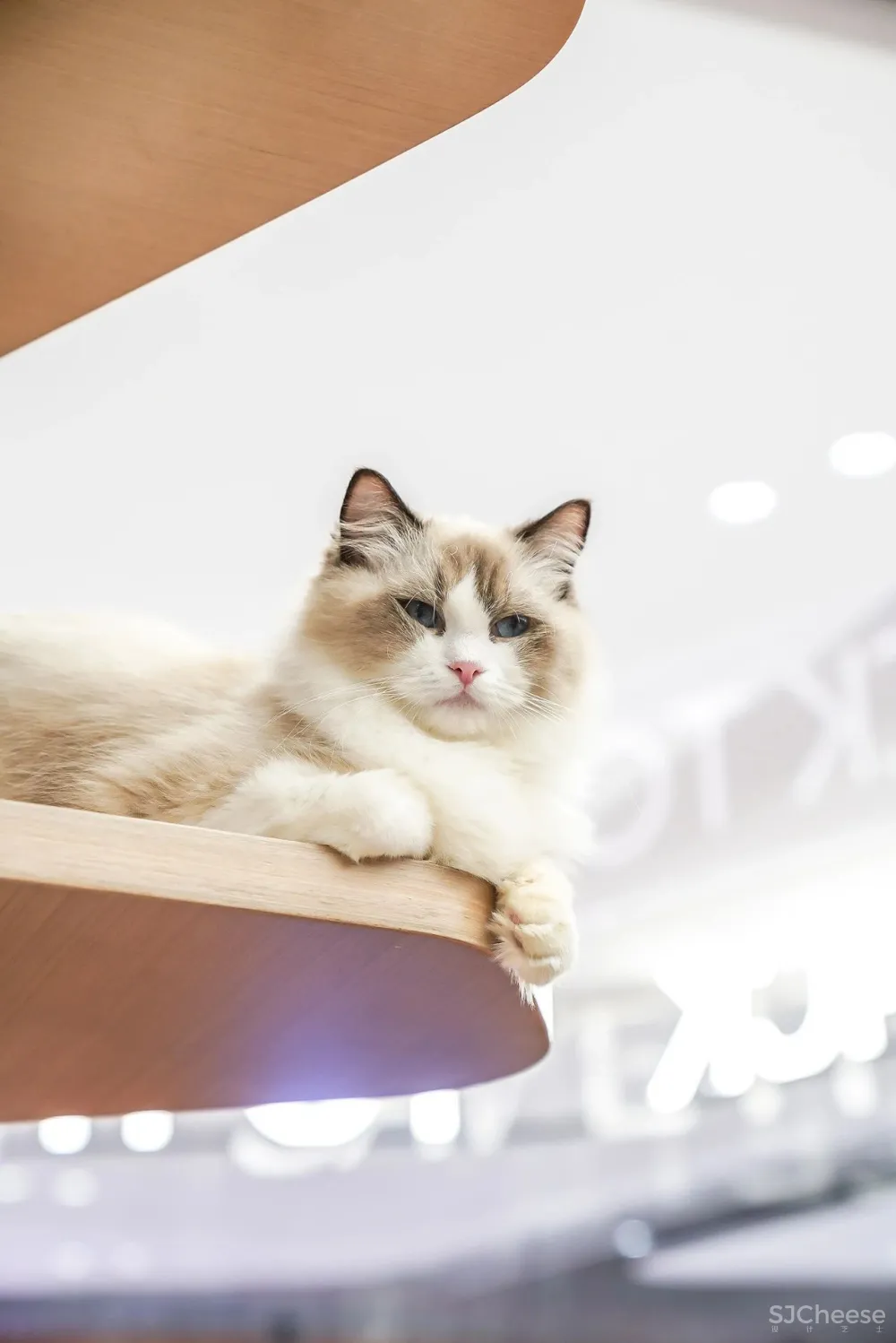 潮玩乌托邦，95后的潮趣梦想地带！