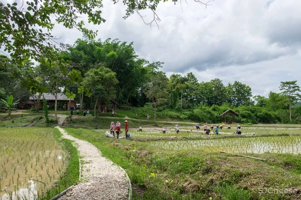 稻田里的生态民宿|用传统工艺,打造最美的农场民宿