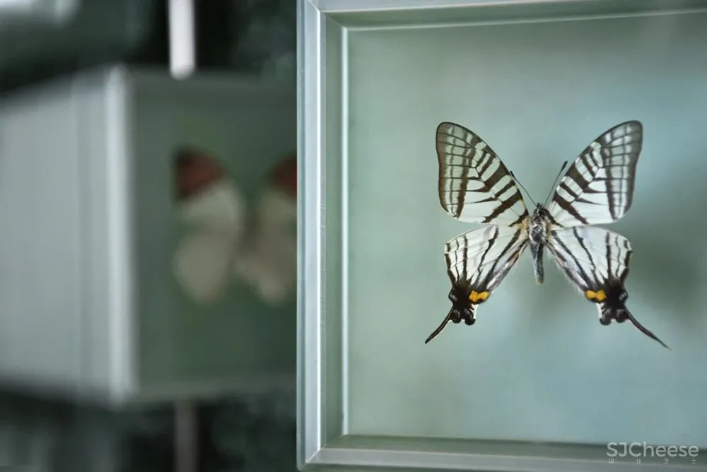 PONE普利策 万物几何,解构野性的诗意