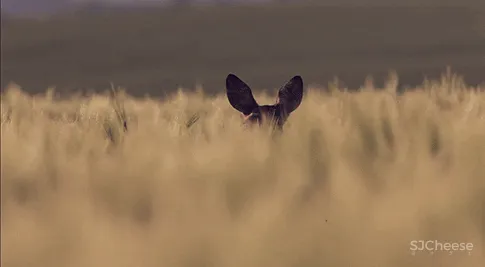 GBD杜文彪设计新作|观望时间,遇见敦煌