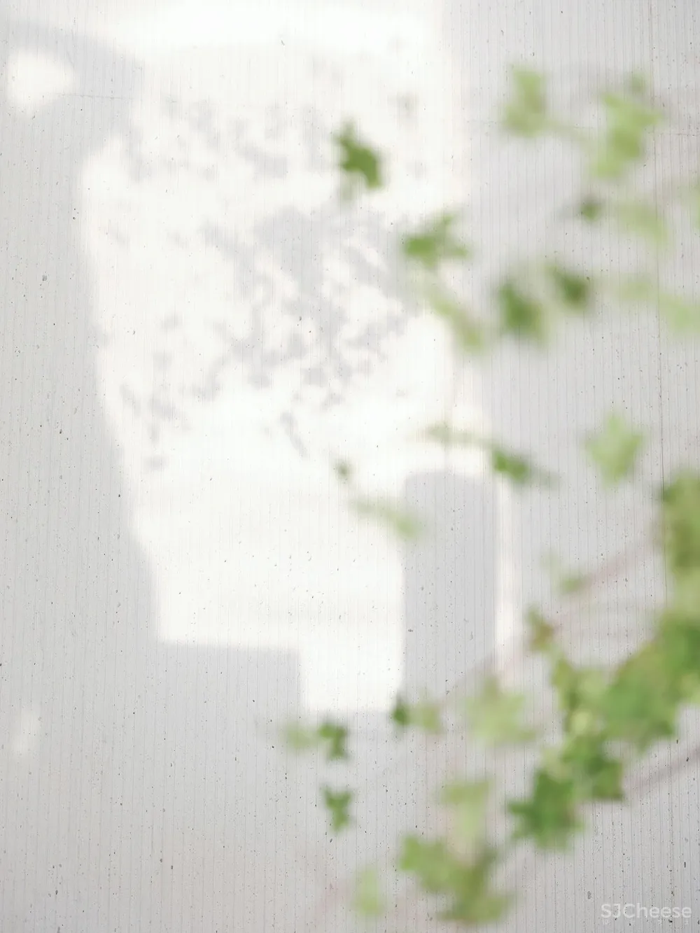 光影下的自然之舞，别具一格的清丽灵动！