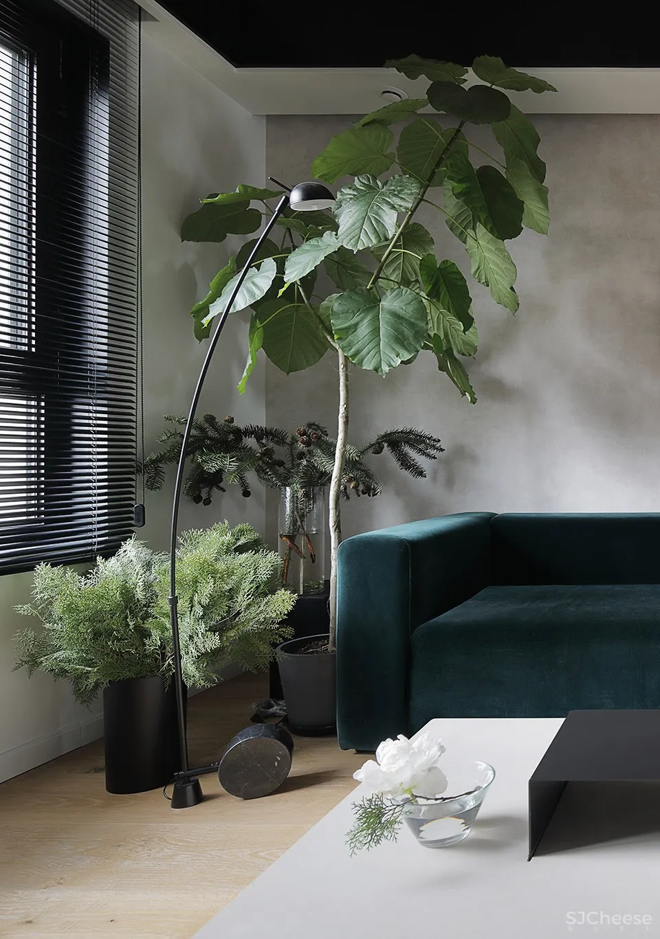 人与猫的四口之家 张冬月