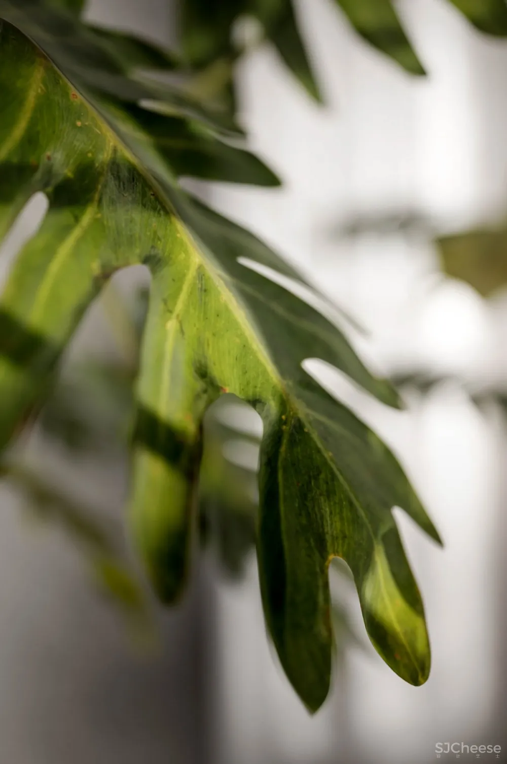 Brent Lee | IV Residence , 唤醒人类与建筑的共鸣