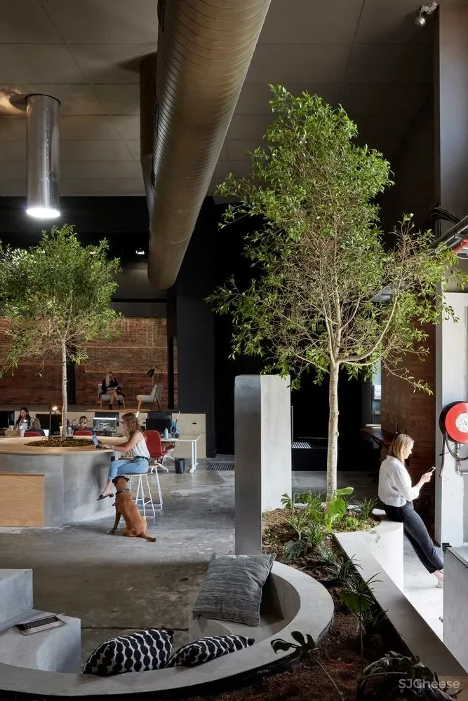 科技公司Scrunch的“丛林”工作场所