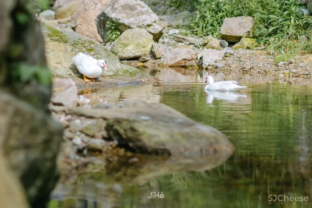 台州仙居|杜若山居 ,睡进森林白房子,人美景少超清净