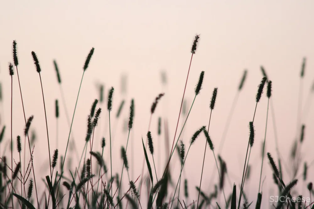 文章|仅20%的设计师认识【高级灰】