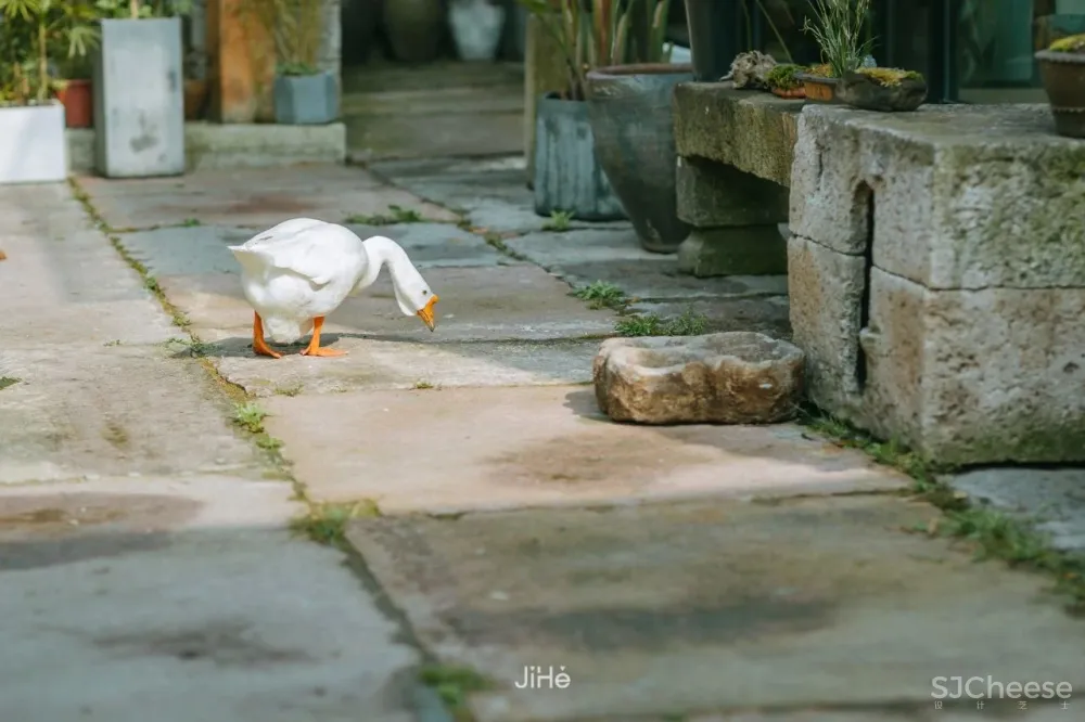 台州仙居|杜若山居 ,睡进森林白房子,人美景少超清净