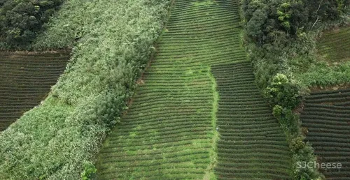 他把破茶厂改成1500㎡别墅,一张沙发就值一栋楼,却从不住人