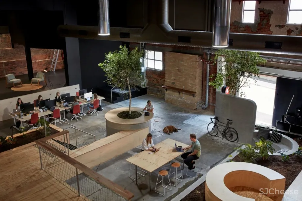 科技公司Scrunch的“丛林”工作场所