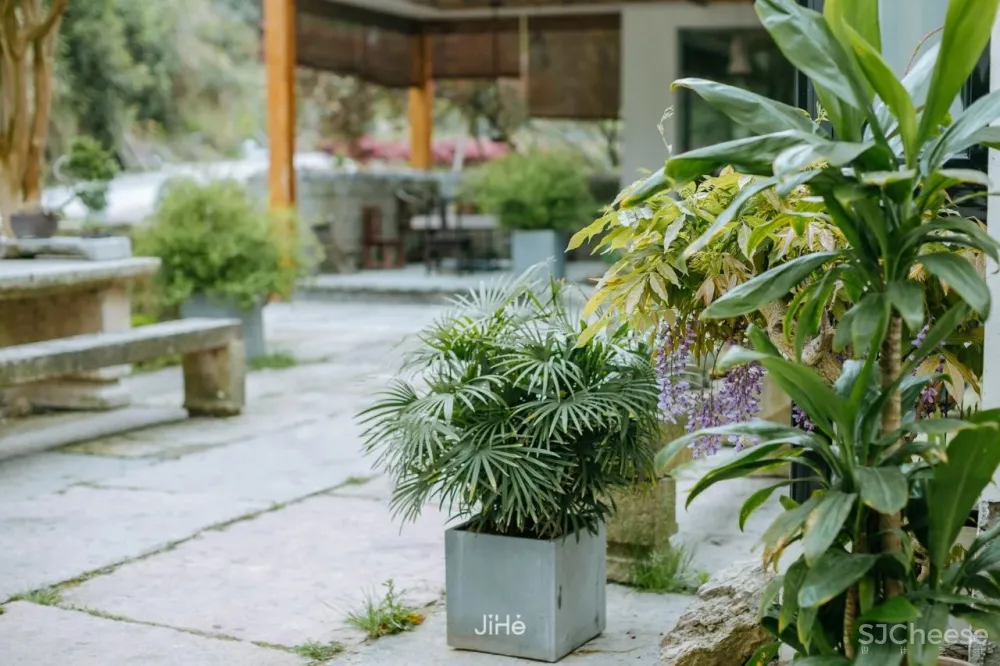 台州仙居|杜若山居 ,睡进森林白房子,人美景少超清净