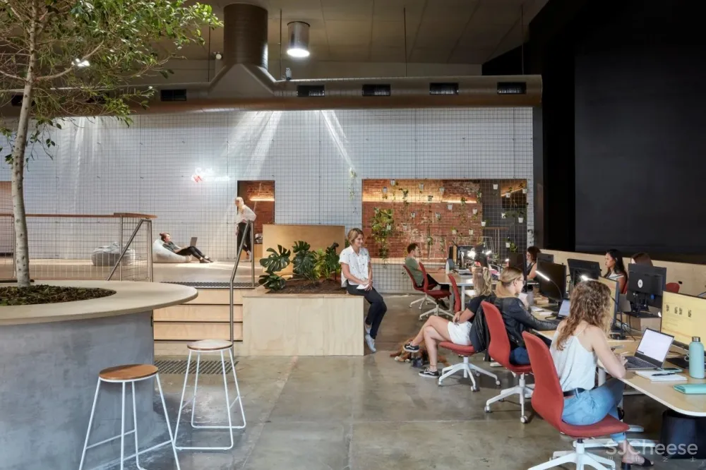 科技公司Scrunch的“丛林”工作场所