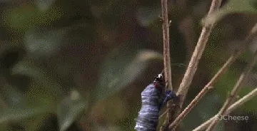 GBD 杜文彪专辑 售楼部