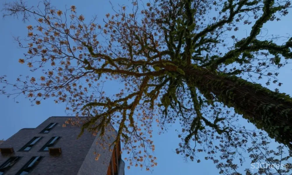 静谧人文居所之光——花样年·乌南396乌鲁木齐南路顶级公馆