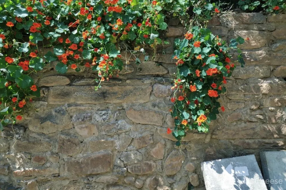 舒坦:在大理凤阳邑喝茶、洗片,他的“原生”乡建有何特别?